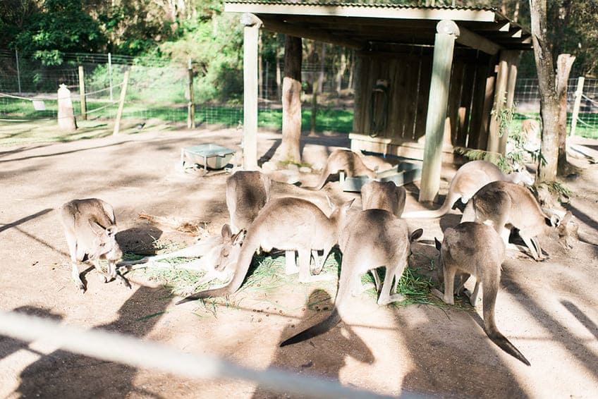 Auch Kängurus sind berühmte Australier - wer kann schon behaupten, bei seiner Brautparty bei einer Känguru-Fütterung gewesen zu sein?