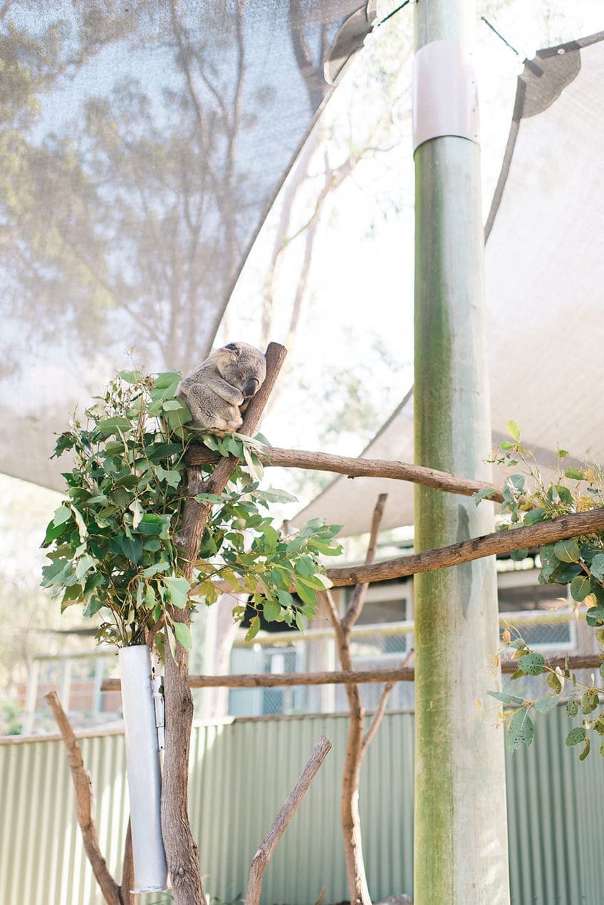 Koalas gehören zu den bekanntesten Tieren Australiens - ein ganz besonderer Brautpartyteilnehmer also