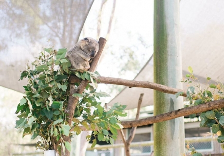 Koalas gehören zu den bekanntesten Tieren Australiens - ein ganz besonderer Brautpartyteilnehmer also