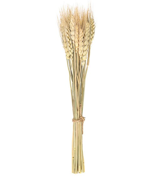 Getrocknete Weizenähren - 24 Stück - 35 cm